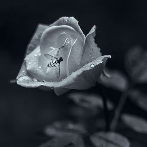 爱情有时很残忍