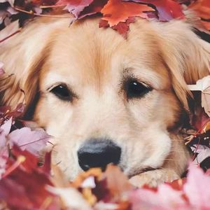 明明很爱你（男女合唱温柔版）