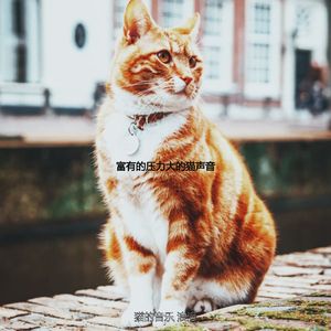 抚慰的压力大的猫回忆