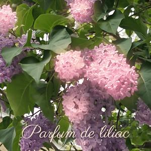 Parfum de Liliac