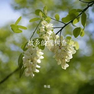 故乡的槐树香