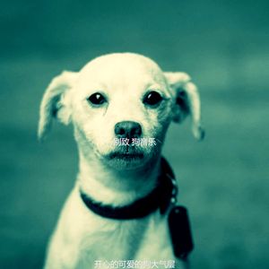 有趣孤独的狗情怀