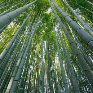 追慕之曲（法竹二尺七）