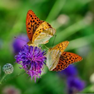 Fluttering