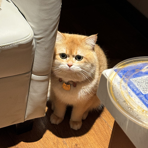 《断须小猫》