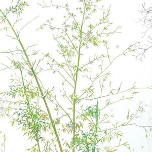 雪花《长津湖之水门桥电影主题曲》