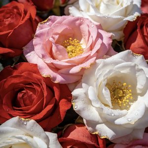 不再相见（有伴奏版）