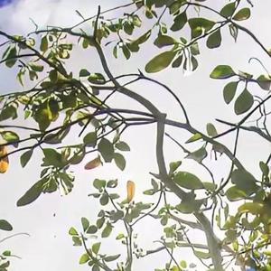 先说谎的人（0.8X）