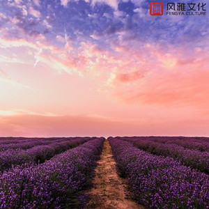 稻草人在田野 -钢琴