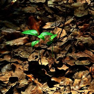 枯叶盘旋坠地时