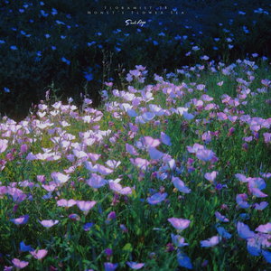 莫奈的花海 Monet's Flower Sea