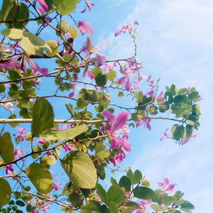 春暖花开（纯音吉他）