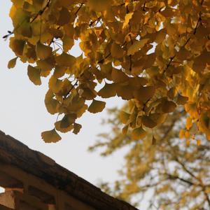 北京的秋天-demo