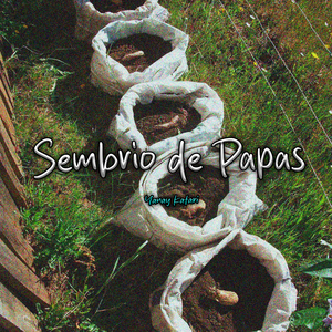 Sembrio de Papas