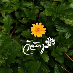 วัลนิกา