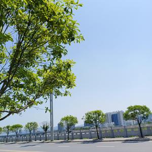 Summer morning light