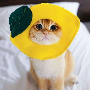 青柠（翻自 徐秉龙）