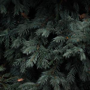 It Came Upon a Midnight Clear