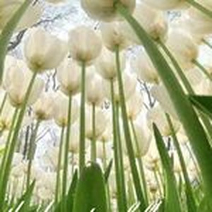 Hotel Room Service (slowed)