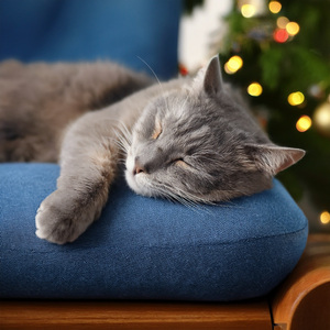 El Gatito Descansa Con Música Tranquila