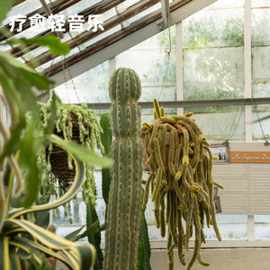 假期（放松吉他纯音）