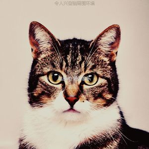 诗意的可爱的猫节奏