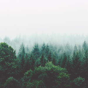 Softness Red (Zen Ambient Meditation)