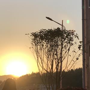 小星星（钢琴）