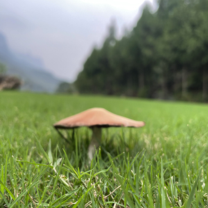 像我这样的人cover毛巨星