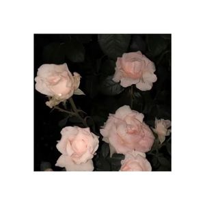 [FREE]*HARU* SASIOVERLXRD Type Beat