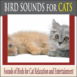 Window Watching On a Rainy Day