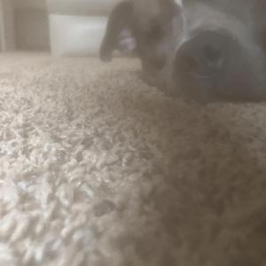 Hot Extendo Dizzle Beating 420/24