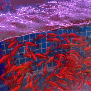 一千年以后(翻唱)