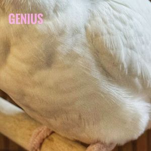 Genius