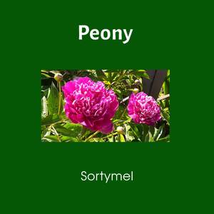 Peony