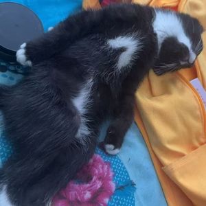 都不懂（Cover yihuik苡慧）