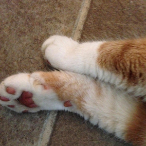 P I K 4 C H U ‘ S 4 S H E S †