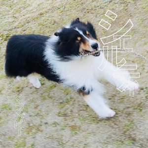 シェルティ