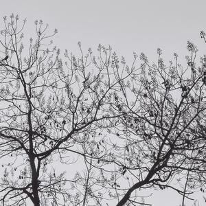 Liekkas（Acoustic Guitar）