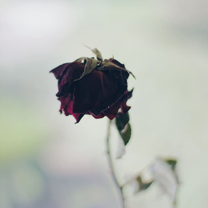 Only love can hurt like this