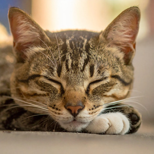 Ritmos Tranquilos Para Gatitos Movedizos