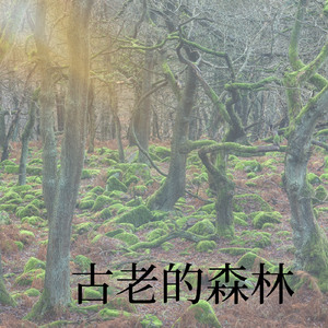 古老森林