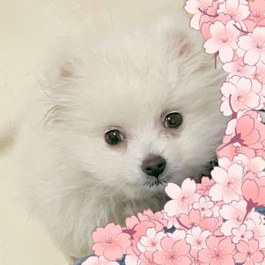 往后余生(翻唱)