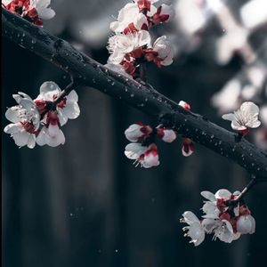 她和白梅花-整曲