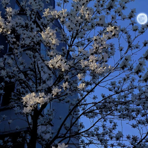 Call of Silence（钢琴&小提琴）