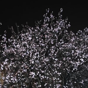 平行线最温柔的残忍