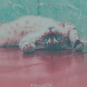 柔和的小猫时刻