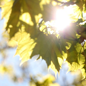 木もれ陽（Cover 押尾コータロー）