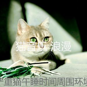 抚慰的小猫回忆