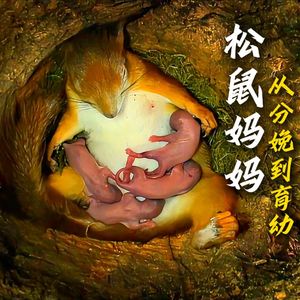 松鼠妈妈